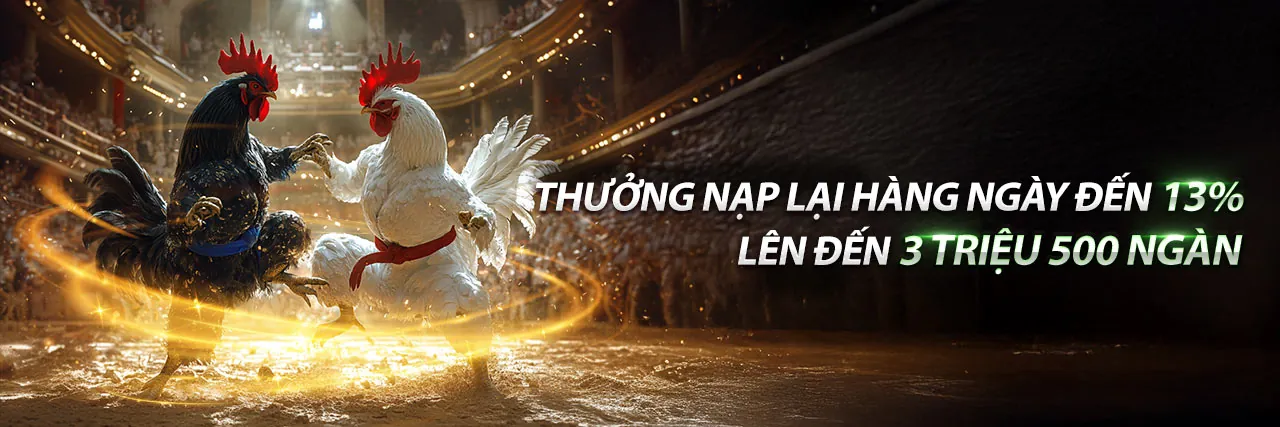 Đá Gà 555win12 - Đấu trường gà kịch tính